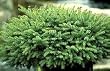 Dwarf Black Spruce Two Gallon