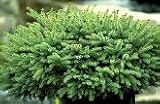 Dwarf Black Spruce Two Gallon