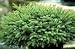 Dwarf Black Spruce Two Gallon