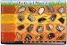 Rocks and Minerals Placemat