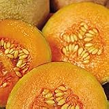 OrganicCharentaisCantaloupe35Seeds-Heirloom