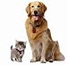 petFINDER ID System