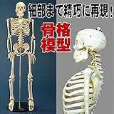 ���ι����Ϸ�85cm