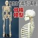���ι����Ϸ�85cm 