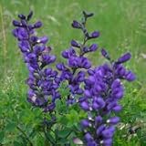 Blue Wild Indigo (Baptisia australis) - Jumbo Wildflower Seed Packet