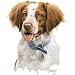 Brittany Spaniel Adult T-Shirt