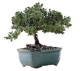 Juniper Bonsai by ProFlowers