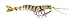 Savage Gear TPE 3D Shrimp Sinking Fishing Lure, 4-Inch/3/11-Ounce, Golden