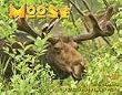 Moose 2010 Wall Calendar