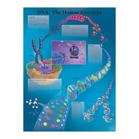 Human Genotype - Anatomical Chart