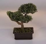 Bonsai Boy's Artificial Japanese Cedar Bonsai Tree