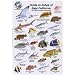 Fish I.D. Card for Fishes of Baja California