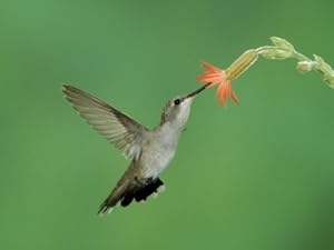 Hummingbird Feeding on Scarlet Gilia, Paradise, Chiricahua Mountains, Arizona, USA Photographic Poster Print