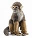 Plush Squirrel Monkey 7