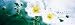 Japanese Anemone, Flowers Photographic Poster Print by Panoramic Images , 32x96