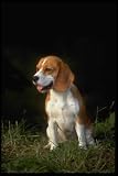 12X16 inch 1 of Top 100 Pedigree Dogs Canvas Art Beagle
