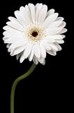 100 Stems of White Gerberas
