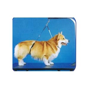 No Sit Haunch Holder Dog Grooming Restraint Sm Med Dogs 31AOOJN9qNL. SL500 AA300 No Sit Haunch Holder Dog Grooming Restraint Sm Med Dogs
