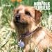 terrier17 - Norfolk Terriers 2010 Wall Calendar