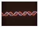 Dna - Double Helix Photographic Poster Print by Jacob Halaska, 32x24