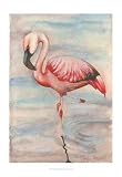 Pink Flamingo II by Jennifer Goldberger. Size 11.00 X 16.00 Art Poster Print