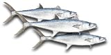 King Mackeral (Kingfish) Steaks, 1 Pound