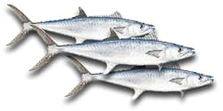 King Mackeral (Kingfish) Steaks, 1 Pound