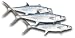 King Mackeral (Kingfish) Steaks, 1 Pound