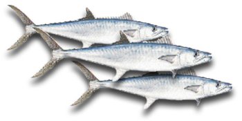 King Mackeral (Kingfish) Steaks, 1 Pound by Fresh Choice Seafood