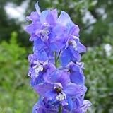 Delphinium ajacis (Rocket Larkspur) - Bulk Wildflower Seeds