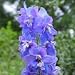 Delphinium ajacis (Rocket Larkspur) - Bulk Wildflower Seeds