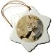 African Lion female scratchs herself with her paw-closeup.Masai Mara National Park, Kenya - 3 Inch Snowflake Porcelain Ornament