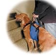 Our Pets Lift-N-Aid Large Mobility Harness