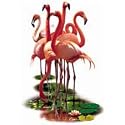 Flamingos Adult T-Shirt