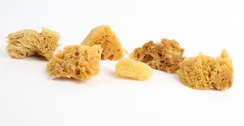 Bulk Package of 60 Natural Assorted Mini Sea Sponges for Painting, Faux Fnishes and More - 10 Packages of 6 for 60 Total Sponges