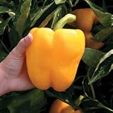 Pepper Seeds - Pepper Jolly Giallo (Yellow) Hybrid