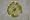 White Band/Green Flower