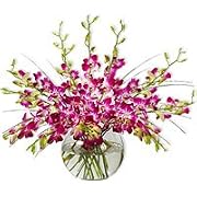 Floral Orchid - Purple Drops
