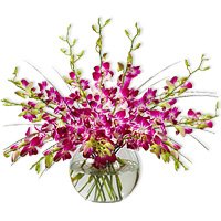Orchid - Purple Drops by 