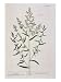 Tarragon, Plate 116 from 