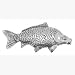 Pewter Pin Badge Fishing Common Carp
