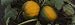 Close-Up of Pumpkins in a Field, Half Moon Bay, California, USA Art Photographic Post...