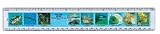 SEA LIFE RULER by Safari, Ltd.