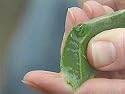 Aloe Vera Medicine Plant