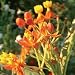 Organic Pleurisy Root Seeds - Butterfly Weed