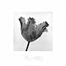 Parrot Tulip I Beautiful MUSEUM WRAP CANVAS Print with Added BRUSHSTROKES Tom Artin 20x20