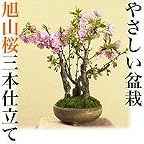 やさしい盆栽　旭山桜三本仕立て
