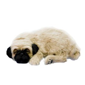 Click here to buy Perfect Petzzz Pug by Distributoys