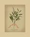 Herb Series I Art Giclee Poster PRINT Jennifer Goldberger 9x12