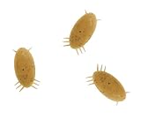 FoodSource Sand Flea Color/Scent: Pearl; Crab